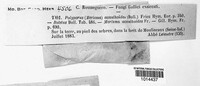 Grifola acanthoides image